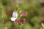 Spiked hoarypea